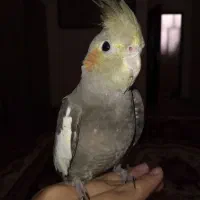 گمشده