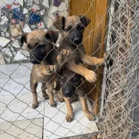 توله سگ سرابی ژرمن