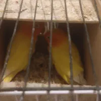 کوتوله فیشر طلایی|پرنده|فولادشهر, A3|دیوار