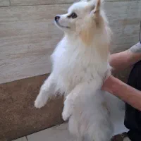 پامرانین نر