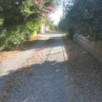 خریدوفروش انواع لیمو ها و پرتقال وپر ۱۴۵هزارتومان|خدمات باغبانی و درختکاری|دزفول, |دیوار