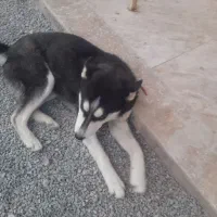 سگ هاسکی ۱۱ ماهه