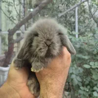 خرگوش مینی لوپ ترکیش