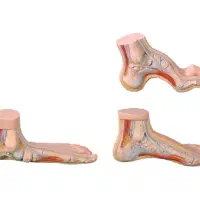 کفش امسالتو ارتوپدی بخر