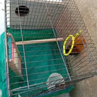 قفس پرنده|لوازم جانبی حیوانات|بندر ماهشهر, |دیوار