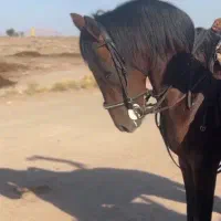 اسب کرد اصیل