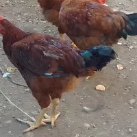 خروس کشتنی|پرنده|قائم‌شهر, |دیوار