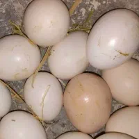 تخم مرغ محلی