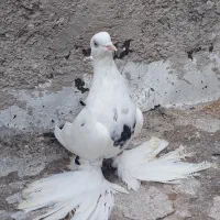 تعدادی کبوتر|پرنده|خسروشاه, |دیوار