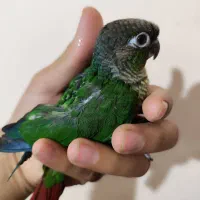 جوجه گرینچیک
