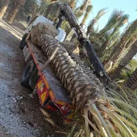 مرجع رسمی فروش نخل در کل جنوب کشور|خدمات باغبانی و درختکاری|آبپخش, |دیوار