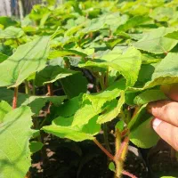 فروش نهال کیوی پیوند نشده، تضمینی و با کیفیت|خدمات باغبانی و درختکاری|چوبر, |دیوار