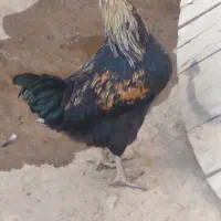 ۲عددخروس سرحال