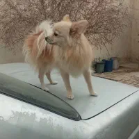 سک ماده بسیار بسیار عالی شناسنامه دار