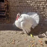 بوقلمون|حیوانات مزرعه|خرمدره, |دیوار