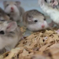 همستر روبروفسکی