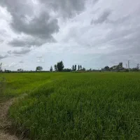 فروش زمین کشاورزی به قیمت