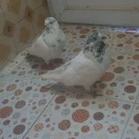 کفتر خوب قیمت خوب