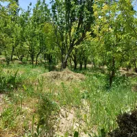 باغ چاردیواری بابرق و چاه شخصی|فروش دفتر صنعتی، کشاورزی، تجاری|بناب, |دیوار