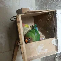 طوطی برزیلی معاوضه با فنچ گلدین