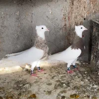 طوقی اجری|پرنده|بندر دیر, |دیوار