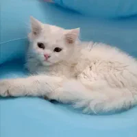 پرشین سفید ناز مفت