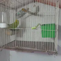 ۳ عدد مرغ. عشق.  با قفس و لوازم کامل|پرنده|چناران, |دیوار