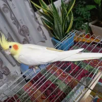 عروس هلندی مولد