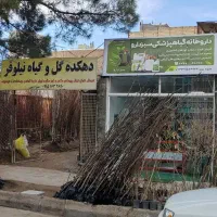 فروش انواع نهال میوه پیوندی لیبل دار