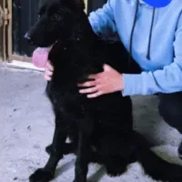 سگ ژرمن بلک اصل ماده