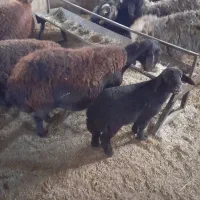 ۱راس شیشک باره درجه یک