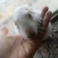 بچه خرگوش