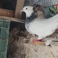 کبوتر طوقی الماسی نر ماده