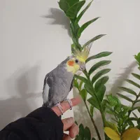 عروس هلندی نر|پرنده|تهران, امام زاده عبدالله|دیوار