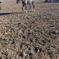 گمشده|حیوانات|الیگودرز, |دیوار