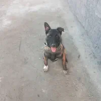 سگ مانینیوز