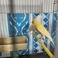 قناری مولد روی تخم