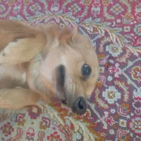 سگ پامرین نر یک ساله خیلی بازیگوش و زرنگ واکسناشم|سگ|زاهدان, |دیوار