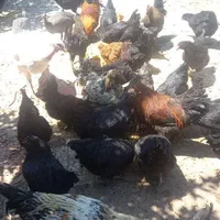 مرغ و خروس درجه یک