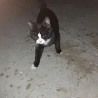 یک گربه پیدا کردم|حیوانات|دورود, |دیوار