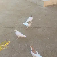 ۴عدد کبوتر رنگی فروشی