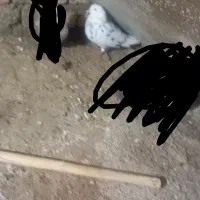 کفتر گم شده