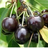 1200متر-باغ-در-لیلستان-جاده-چالوس-بعد-سد-کرج