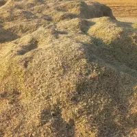 فروش کاه لوبیا