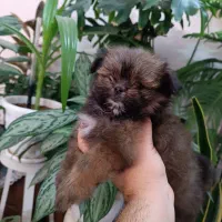 پامرانین|سگ|مشهد, کوی دروی|دیوار