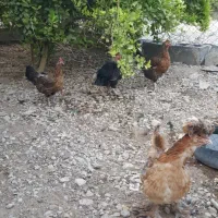 مرغ