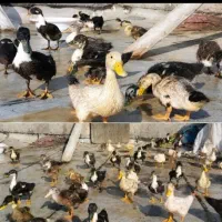 فروش گاه اردک مرغابی جوان و سالم