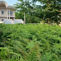فروش زمین مسکونی ۳۱۵متر  چابکسر