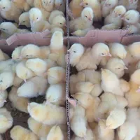 جوجه گوشتی، جوجه گوشتی راس 308، مرغ گوشتی|حیوانات مزرعه|اصفهان, باغ فردوس|دیوار