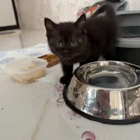 گربه بریتیش با تمام غذا و وسایل